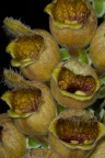 Digitalis ferruginea L.