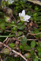 Arenaria biflora L.