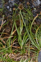Carex foetida Allioni