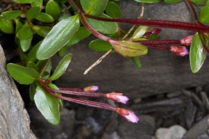 Epilobium anagallidifolium Lamarck