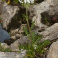 Achillea atrata L.