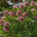 Geum reptans L.