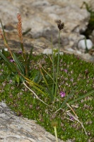 Carex atrata L.