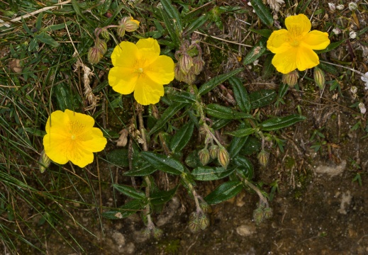 Cistaceae