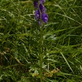 Aconitum napellus aggr.