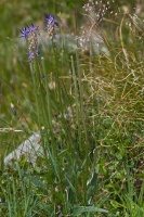 Phyteuma betonicifolium Villars