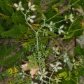 caucalis-platycarpos-switzerland.jpg