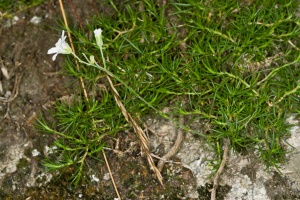 Minuartia laricifolia (L.) Schinz & Thellung