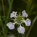 Nigella arvensis L.