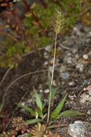 Setaria viridis (L.) P. de Beauvois