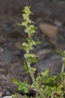Chenopodium botrys L.