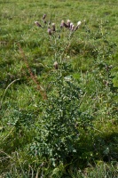 Cirsium arvense (L.) Scopoli (Cirse des champs)