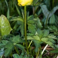 Trollius europaeus L.