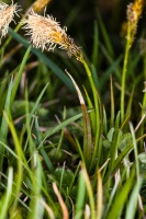 Carex caryophyllea Latourette