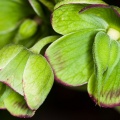 Helleborus foetidus L.