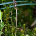 Listera cordata (L.) R. Brown