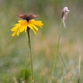 arnica-montana-switzerland.jpg