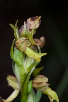 Coeloglossum viride (L.) Hartman