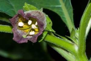Atropa belladonna L.