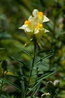 Linaria vulgaris Miller