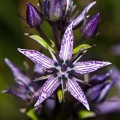 Swertia perennis L.