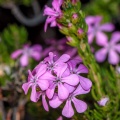 scrophulariaceae-sp-south-africa.jpg