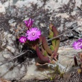 Aizoaceae, sp. indet. 1