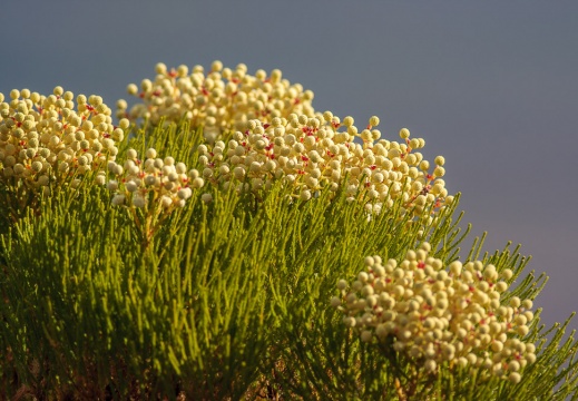 Bruniaceae