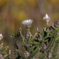 Phaenocoma prolifera (L.) D.Don