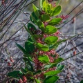 PLANTAE, sp. indet. 1