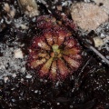 Drosera, sp. indet. 1