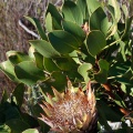 Protea, sp. indet. 2