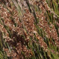 Restionaceae, sp. indet.