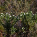 osmitopsis-sp-south-africa.jpg