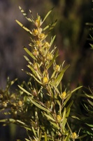 Leucadendron salicifolium I.A. Williams, Mâle