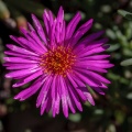 Aizoaceae, sp. indet. 2