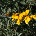 Leguminosae, sp. indet. 2