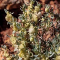 PLANTAE, sp. indet. 4