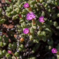Aizoaceae, sp. indet. 4