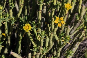 Euphorbia, sp. indet.
