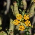 Euphorbia, sp. indet.