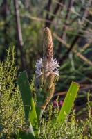 Trachyandra falcata (L.f.) Kunth