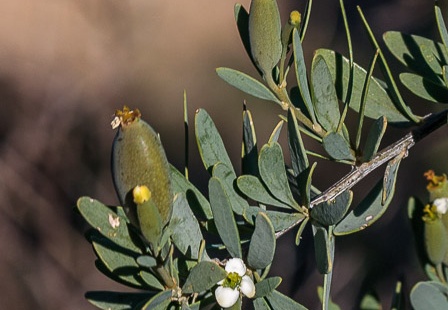 Montiniaceae