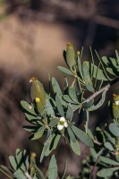 Montinia caryophyllacea Thunb.