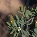 Montinia caryophyllacea Thunb.