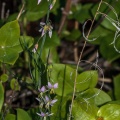 Heliophila, sp. indet.