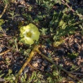 Grielum humifusum Thunb.