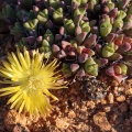 Aizoaceae, sp. indet. 5