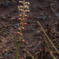 PLANTAE, sp. indet. 6