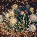 Aizoaceae, sp. indet. 6